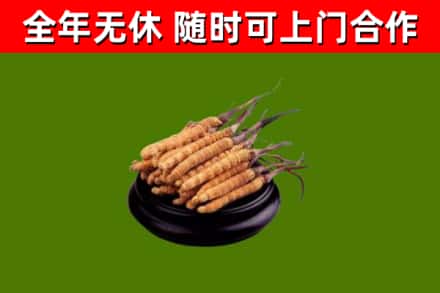 宜秀区回收散虫草