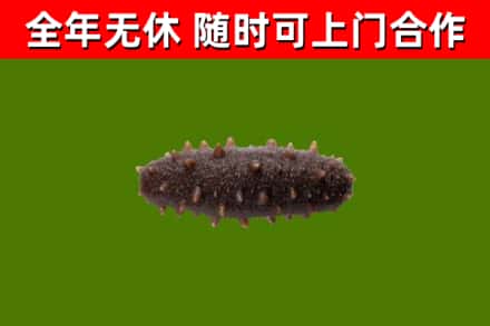 宜秀区回收海参干
